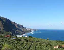 Bananenplantagen mit Drachenbaum an der Nordküste von Teneriffa